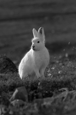 20110904_Xie_Greenland_02936.jpg