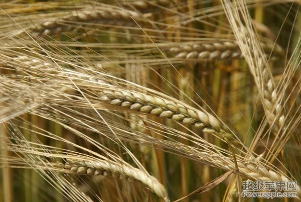 barley[1].jpg