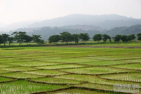 rice-fields-nagaland-india-600x400.jpg