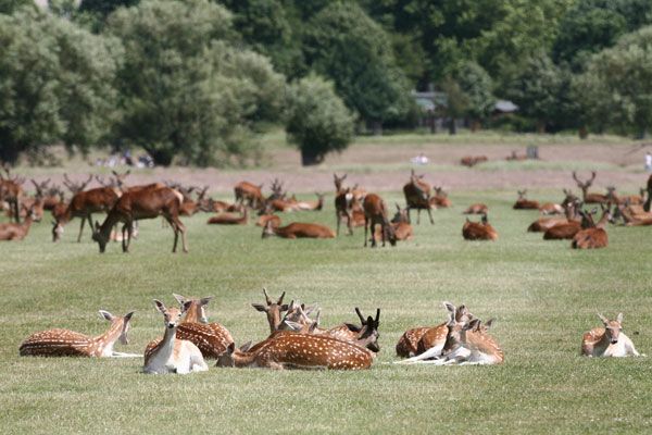 deer-in-richmond-park.jpg