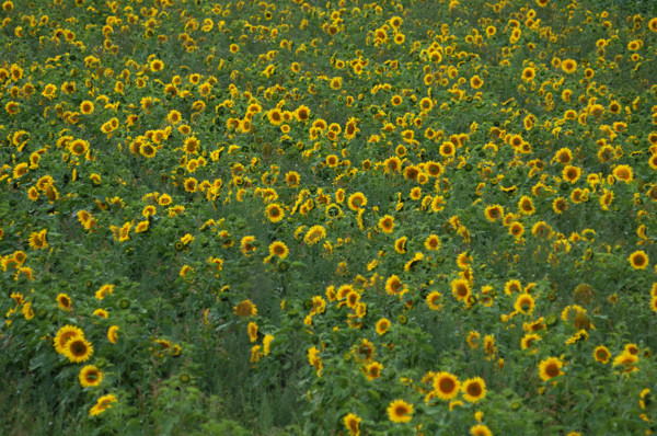 sunflower009.jpg