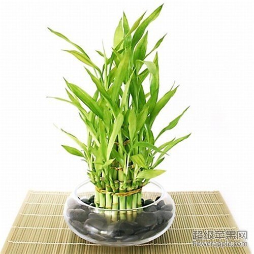 bamboo-arrangement.jpg