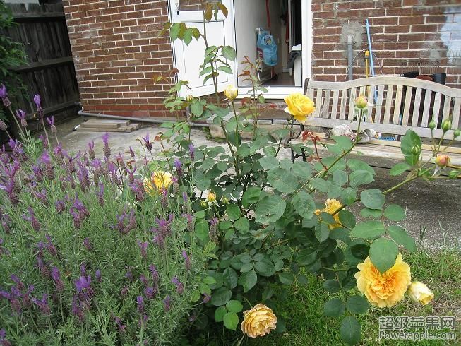 summer 2012-lavender and yellow roses.JPG