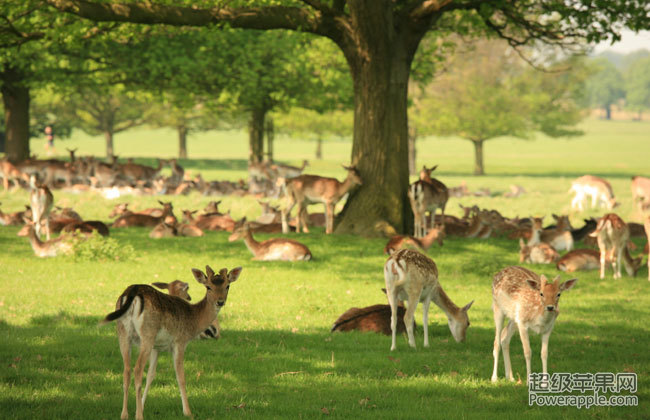 richmond-park.jpg