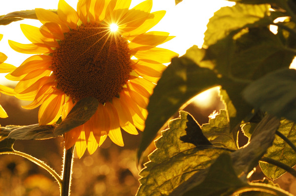 sunflower011.jpg