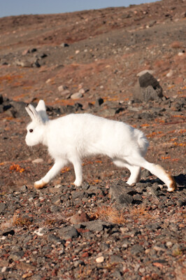20110904_Xie_Greenland_02765.jpg