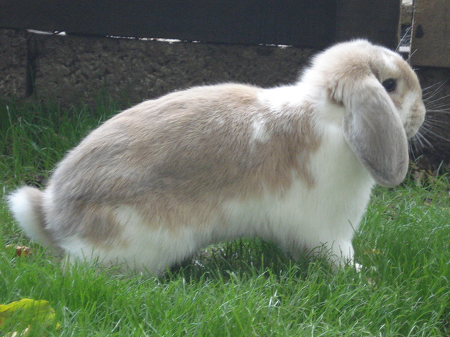 Dwarf Lop .JPG