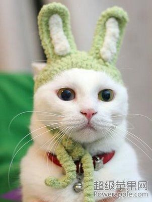 a.aaa-Funny-Cat-Cute.jpg