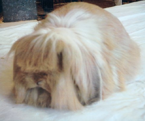 Miniature Lion Lop.jpg