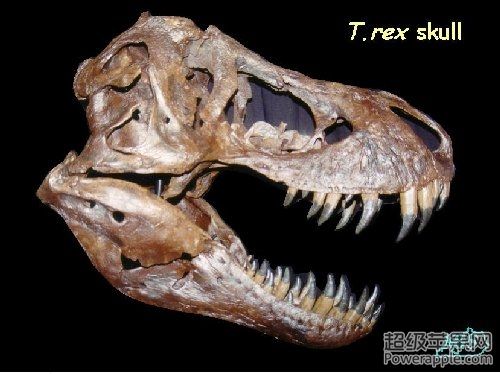 t_rex_skull_photo.jpg