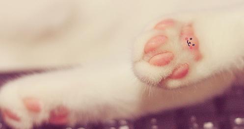 cat paws.jpg