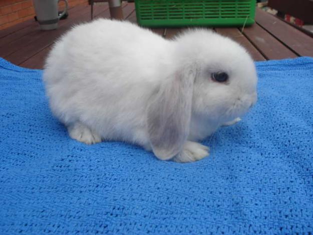 miniature lop5.jpg