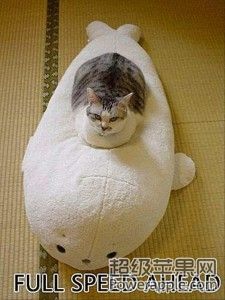 a-full-speed-ahead-funny-cat-pictures-225x300.jpg