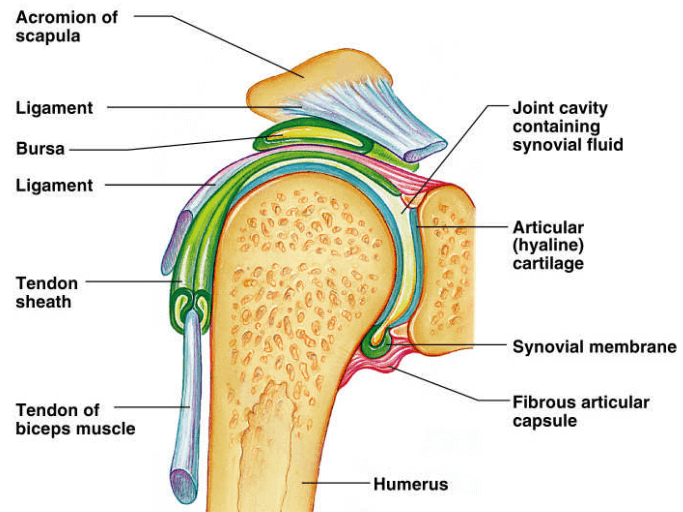 shoulder tendon sheath