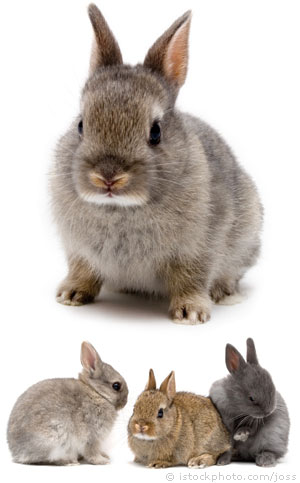 Netherland Dwarf .jpg