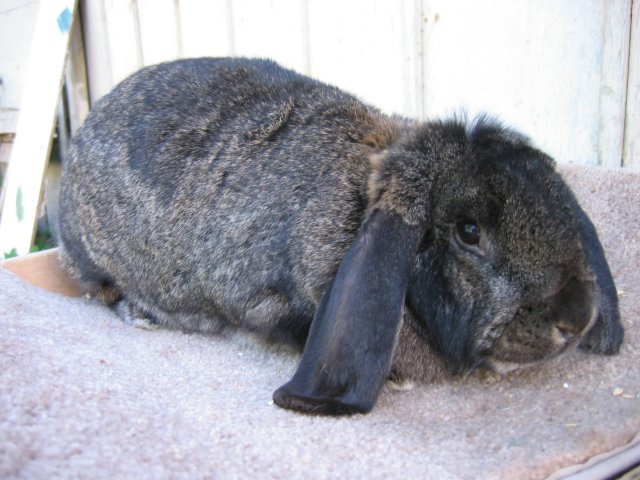 French Lop 2.jpg