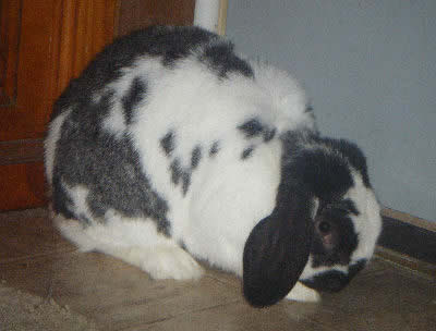 Dwarf Lop 2.jpg