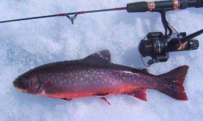 Arctic_Char_Trysil_19.05.05.jpg